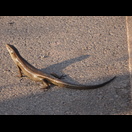 Ein Skink(?) wärmt sich in der Sonne